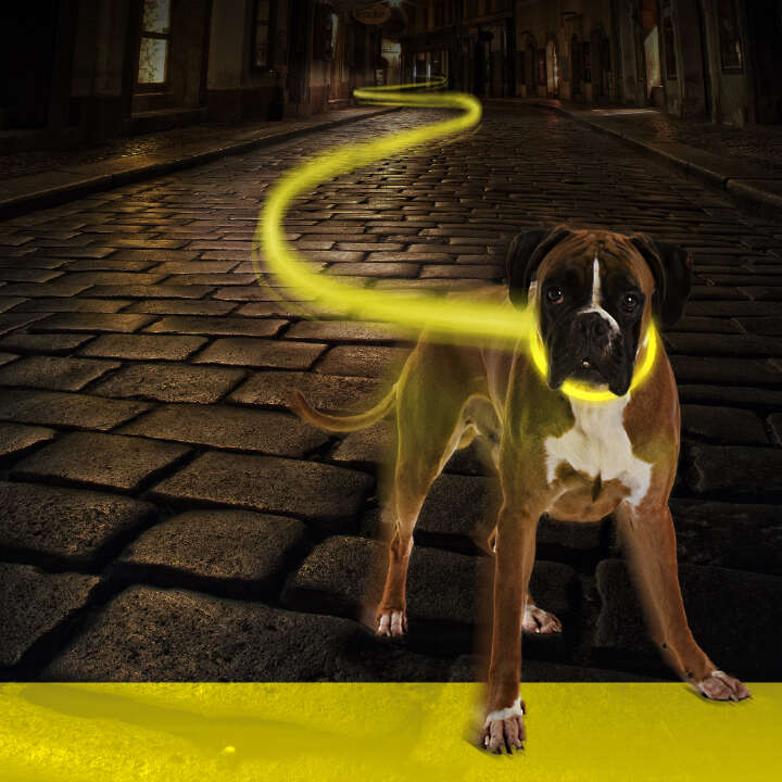 DUVO+ Hunde-Halsband Nylon Flash